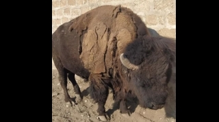 İstirahət mərkəzində zubra işgəncə verilir? - AÇIQLAMA   - FOTO