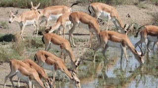 İşğaldan azad edilmiş ərazilərə ötən il 33 baş ceyran buraxılıb  
