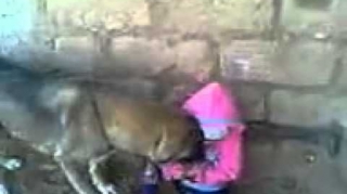 Xızıda it 12 yaşlı uşağın yanağından dişləyib