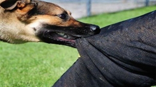  İt dişləyən 53 yaşlı kişi quduzluqdan ölüb - Abşeronda 