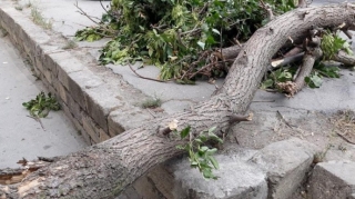 Xaçmaz sakini üzərinə ağac aşması nəticəsində ölüb