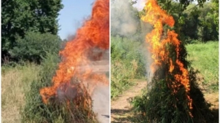 Ağdamın işğaldan azad edilmiş kəndində narkotik tərkibli bitkilər aşkar edilib