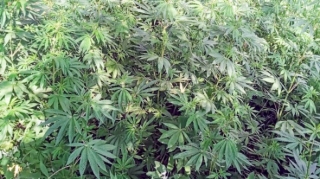 Polis 1,2 kq narkotik aşkarladı 