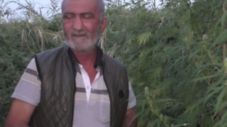 Həyətində çətənə yetişdirən Yevlax sakini saxlanıldı - FOTO 