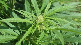 Xocavənd sakini 8 kq narkotiklə tutulub