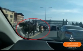 Bakı-Sumqayıt yoluna çıxan inək sürüsü  maşınların üzərinə getdi - VİDEO