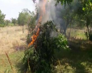 DİN-dən əməliyyat: 500 kiloqrama yaxın çətənə kolu məhv edilib - FOTO
