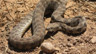 В Агдамском районе 12-летнего мальчика укусила змея 
