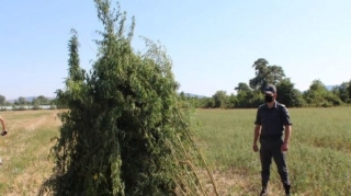 Oğuzda üç tondan artıq çətənə kolu yandırıldı   - FOTO