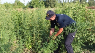 Oğuzda 4 tona yaxın narkotik tərkibli bitki məhv edilib   - FOTO