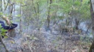 Bakıda ağacların məhv edilməsi ilə bağlı cinayət işi açılıb