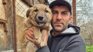 Sığınacaq dağılsa, 400 itin taleyi necə olacaq? - Rəsmi açıqlama 