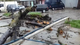 Qubada ağac yük avtomobilinin üzərinə aşdı - FOTO 