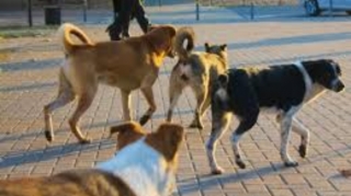 Рост числа бездомных собак в Огузе вызывает беспокойство местных жителей - ВИДЕО