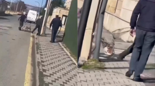 В Огузе группа людей собирает бездомных собак и уносит в неизвестном направлении - ВИДЕО 