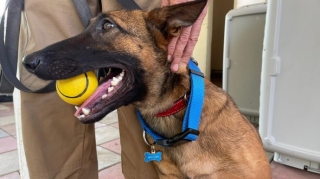 ABŞ-ın Azərbaycana verdiyi minaaxtaran itlərin saxlanıldığı mərkəz ziyarət olunub  - FOTO