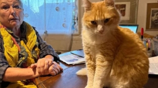 Qonşular arasında mübahisə düşdü - Pişik həbs edildi 