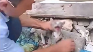 Pişiyə rəhmsizlik edən şəxs məsuliyyətə cəlb olundu - FOTO