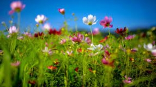 Sabah Bakıda 38 dərəcə isti olacaq