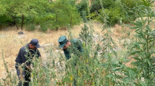 Qubadlıda narkotik tərkibli bitkilər aşkar edilib  - FOTO - VİDEO
