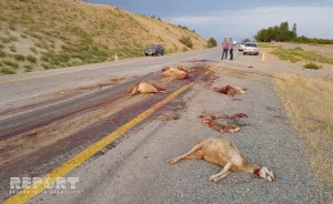 Göyçayda yük maşını qoyun sürüsünü vuraraq tələf edib - FOTO