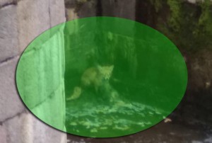 Tülkünün ördək ovu “suya düşdü” - VİDEO