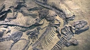 Alimlər 130 milyon il yaşı olan dinozavr skeletinin qalıqlarını aşkarlayıblar