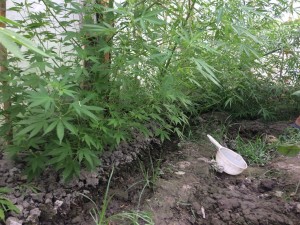 Həyətində narkotik bitkilər əkib becərən şəxs saxlanılıb - FOTO