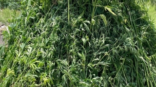 Xocavənddə 3 ton 200 kiloqram çətənə bitkisi aşkarlanıb 