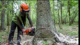 Ağac kəsən Lerik sakini faciəli şəkildə can verdi