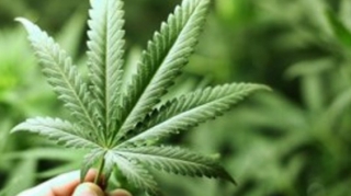 Kultivasiya yolu ilə çətənə yetişdirən qadın saxlanıldı 