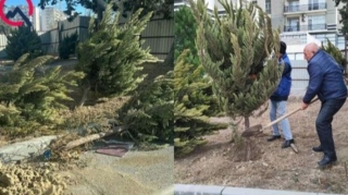 Xətaidə qanunsuz çıxarılan ağaclar yenidən torpağa basdırıldı  - FOTO