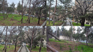 Şəhidlər məscidi yaxınlığında təhlükə: 20 gündür aşmış ağac götürülmür - FOTOLAR