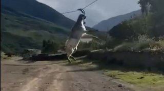 Dağıstanda keçi elektrik xəttində yellənib - VİDEO 