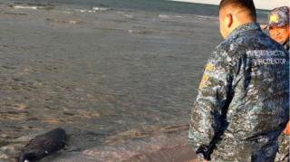 Несколько десятков мертвых тюленей обнаружили на побережье Казахстана 