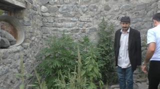 Qaxda evinin həyətində narkotik becərən şəxs saxlanılıb  - FOTO