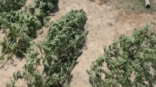 Şəmkir polisi əməliyyat keçirib, saxlanılan var