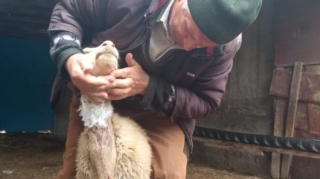 Yevlaxda canavar qoyun sürüsünə hücum edib - FOTO 