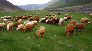 Göyçayda qoyun sürüsünün altında qalaraq ölən şəxs müğənni imiş