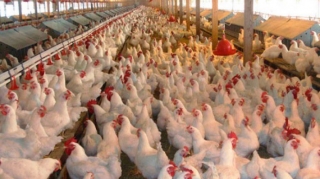 Bu ölkələrdən quş əti idxalı dayandırıldı 