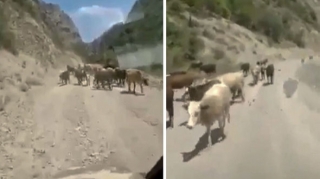 Azərbaycanlı fermerlər mal-qarasını Kəlbəcərdəki yaylağa aparır  - VİDEO