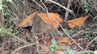 Oğuzda ağacların kəsilməsinə görə cinayət işi başladı - FOTO 