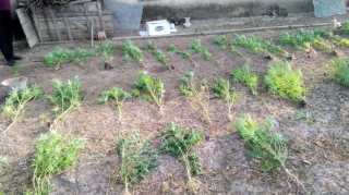 Altı ay ərzində 140 ton narkotik xassəli bitki məhv edilib