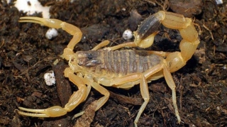 Təyyarədə əqrəb peyda oldu, qadını sancdı 