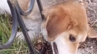 Zaqatalada itlər zəhərləndirilərək öldürülür - DİN-dən AÇIQLAMA   - VİDEO