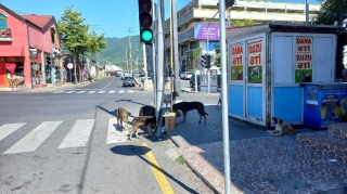 Şəkinin bitməyən it problemi  - FOTO