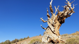 Gənc alimin ehtiyatsızlığına görə dünya ən qədim ağacını itirdi - 5 min yaşı var idi 