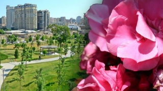 Bioloqdan XƏBƏRDARLIQ:  Şəhərimizi bəzəyən bu çiçəklər uşaqlarınızı öldürə bilər! 