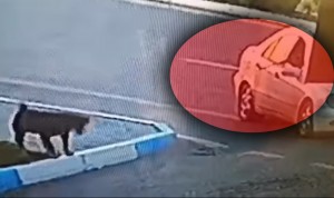 Sumqayıtda yolun ortasında “Mercedes”i saxlayıb iti güllələdilər - VİDEO