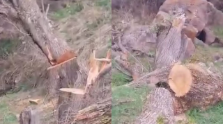 Kəlbəcərdə ağackəsmə faktı ilə bağlı araşdırmalara başlanıldı - FOTO